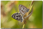 �Ӧǽ� Syntarucus plinius