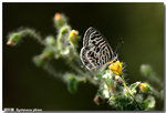 �Ӧǽ� Syntarucus plinius