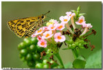 ����˽� Taractrocera ceramas