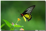 �n��  Troides Helena