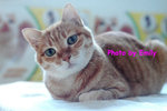 05my_cats_0062