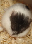 Image098