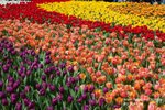 Flower Show 2009-110