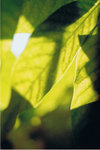 CCF20090323_00008