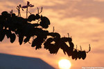 DSCF3776