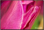 tulips 01a