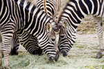 
Zoo 19