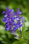 Flower090316_001