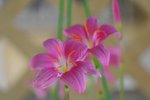 ���B�� DSC_1967