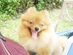 Haboo