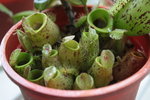 Nepenthes ampullaria-1