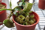 Nepenthes ampullaria-2